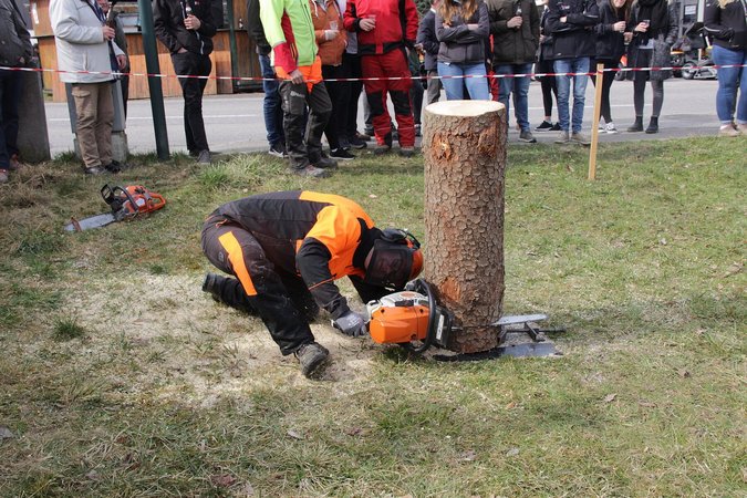 Bezirksentscheid Forst